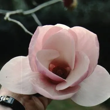 thumbnail for publication: Magnolia x 'Peter Smithers' 'Peter Smithers' Magnolia